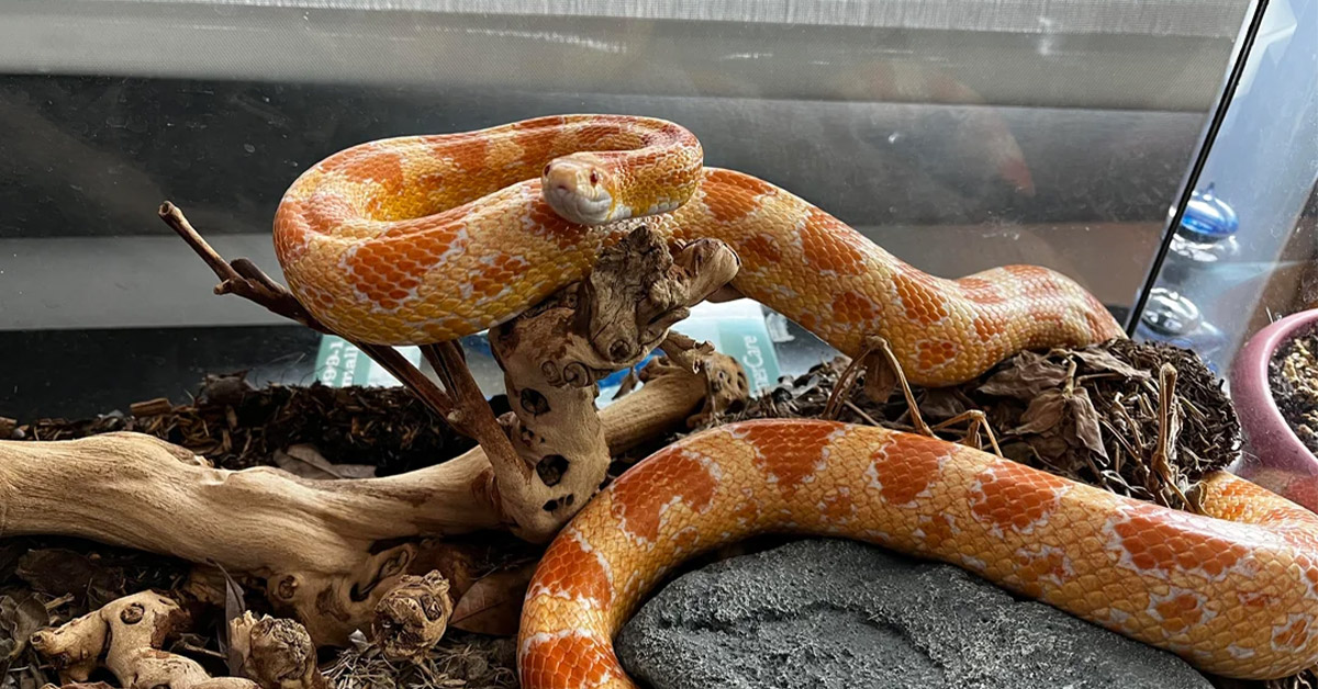 Teacher Apologizes to Students for Feeding Sick Kitten to Their Classroom Snake