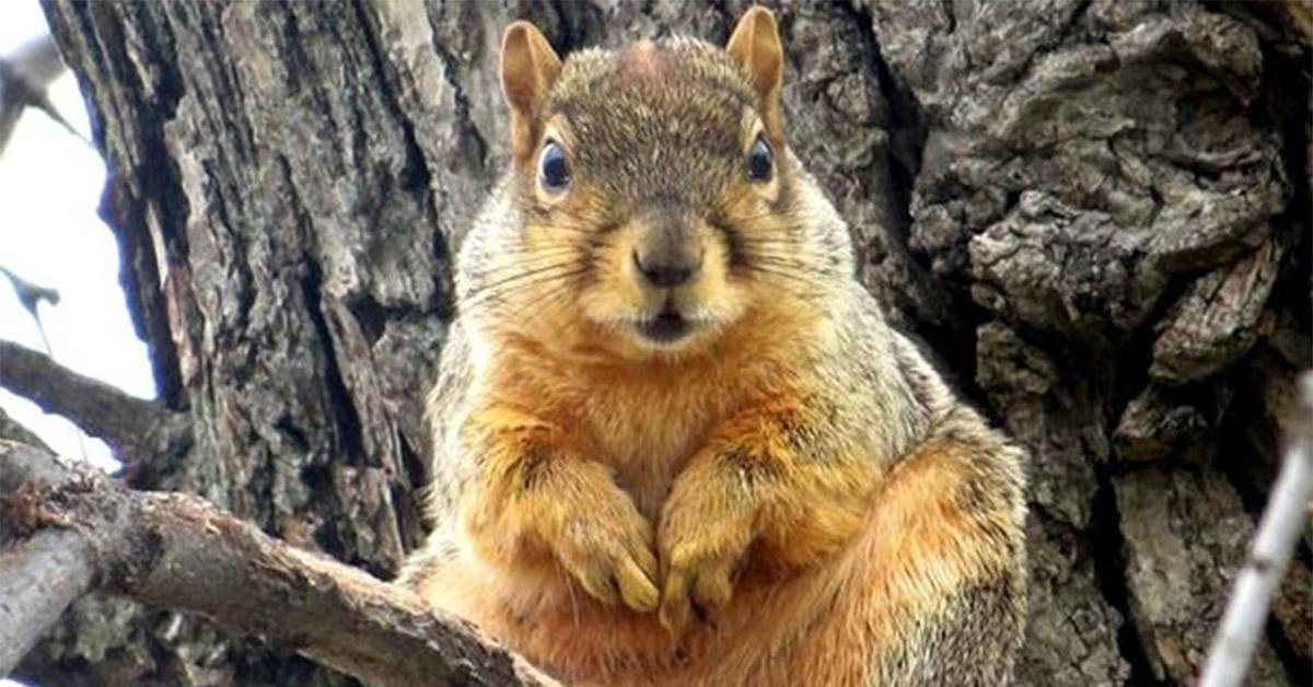 Iowa Teen Perishes After Being Mistaken for a Squirrel While on a Hunting Trip