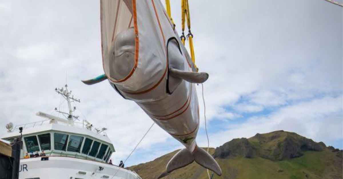 Large Animals Being Transported in Ridiculous Ways