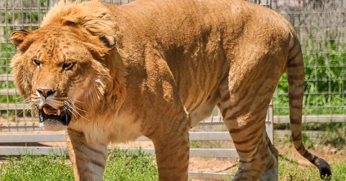Real-Life Hybrid Animals Linking Nature and Science