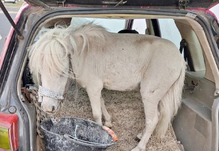 German Woman Gets Into Legal Battle for the Right to Drive Around With a Pony In Her Trunk