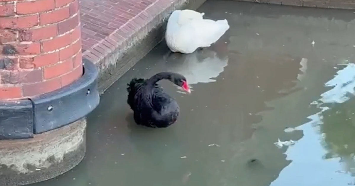 Swan Named ‘Mister Terminator’ Gets Kicked Out of Town After Terrorizing Local Birds