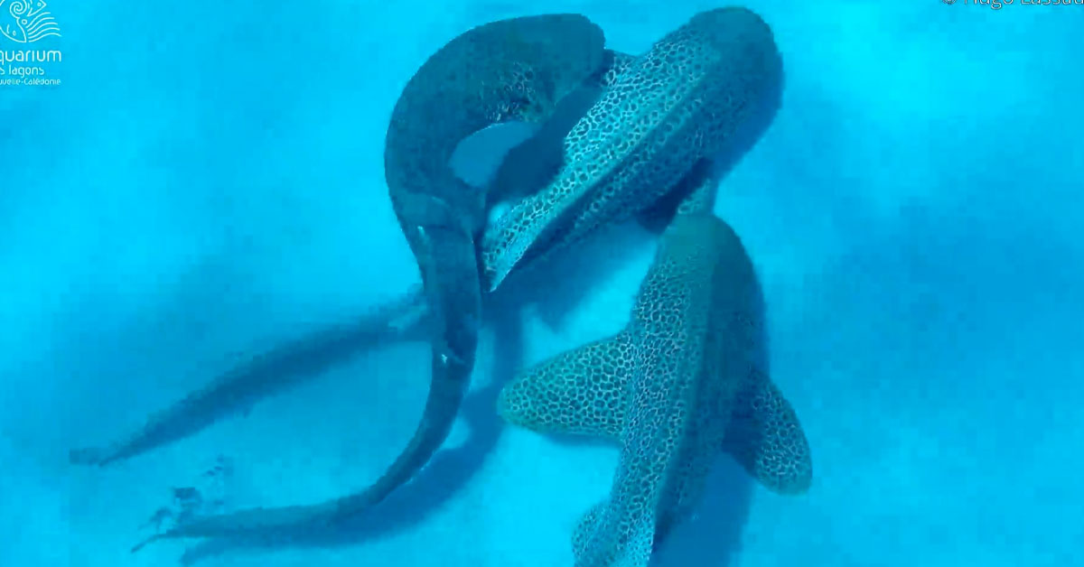 Scientists Find Sharks Occasionally ‘Include a Third’ in Their Relationships