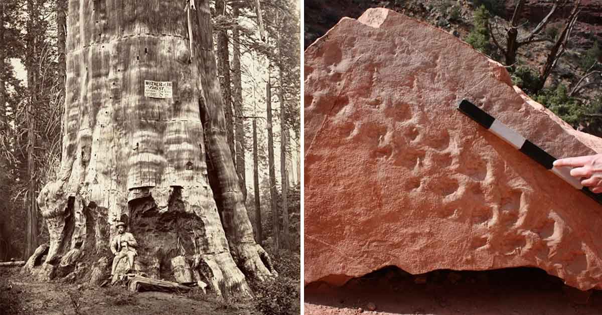 The 15 Oldest Trees and Rocks So You Can Feel Young