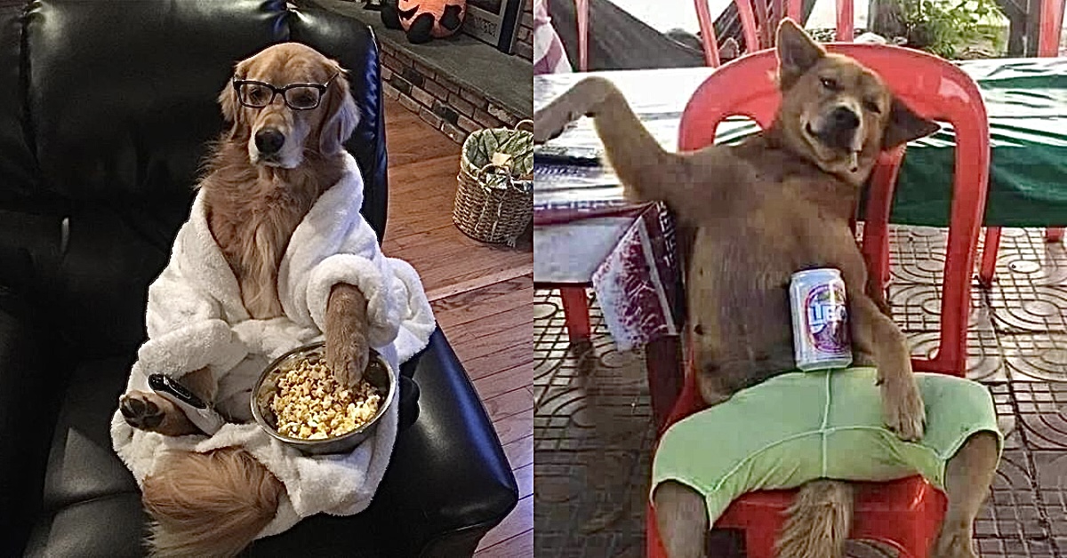 Dogs Who Seem Altogether Too Human