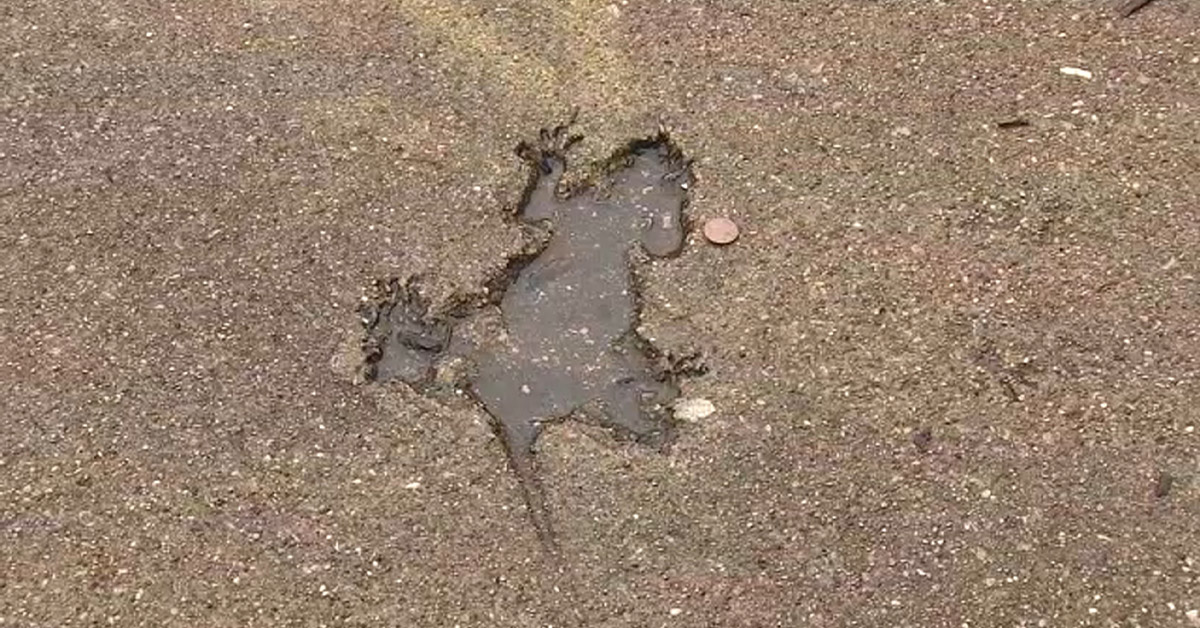 Scientific Study Confirms the Chicago Rat Hole Was Actually a Squirrel Hole