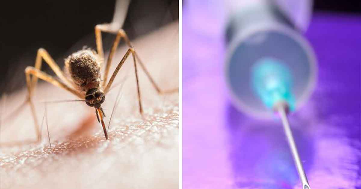 Times Humanity Turned to Nature for Tech Inspiration