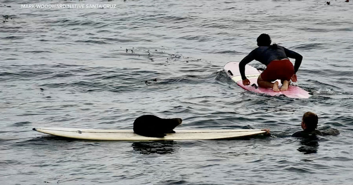 California Otters Are Biting Surfers and Stealing Their Boards