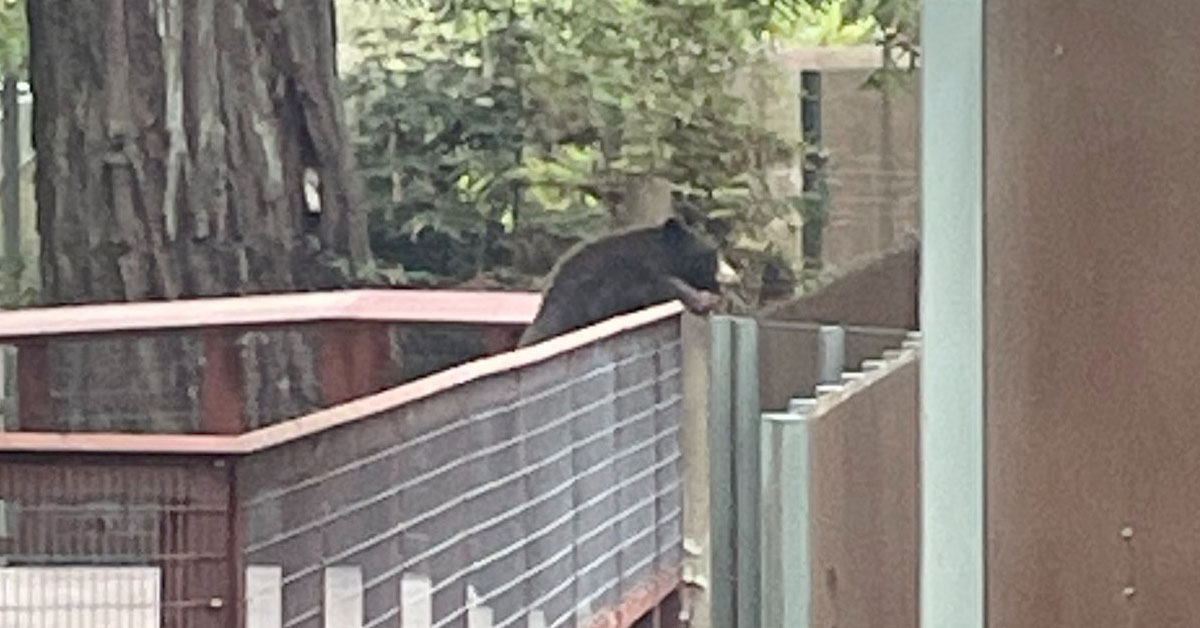 A Wild Bear Broke Into a Zoo to Visit the Other Bears