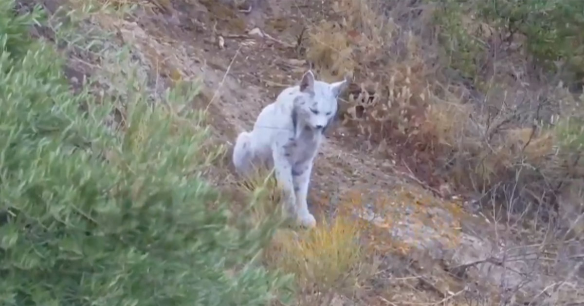 Rare Lynx Spotted In Spain Looks Like a Person In a Fursuit 