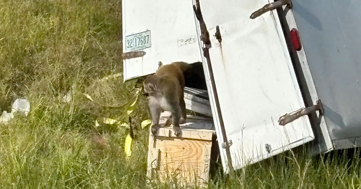 There’s a Monkey With Hepatitis C and Herpes Loose in Mississippi