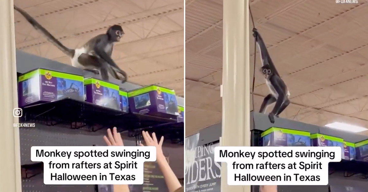 Diaper-Wearing Monkey Seen Swinging from the Rafters of a Spirit Halloween