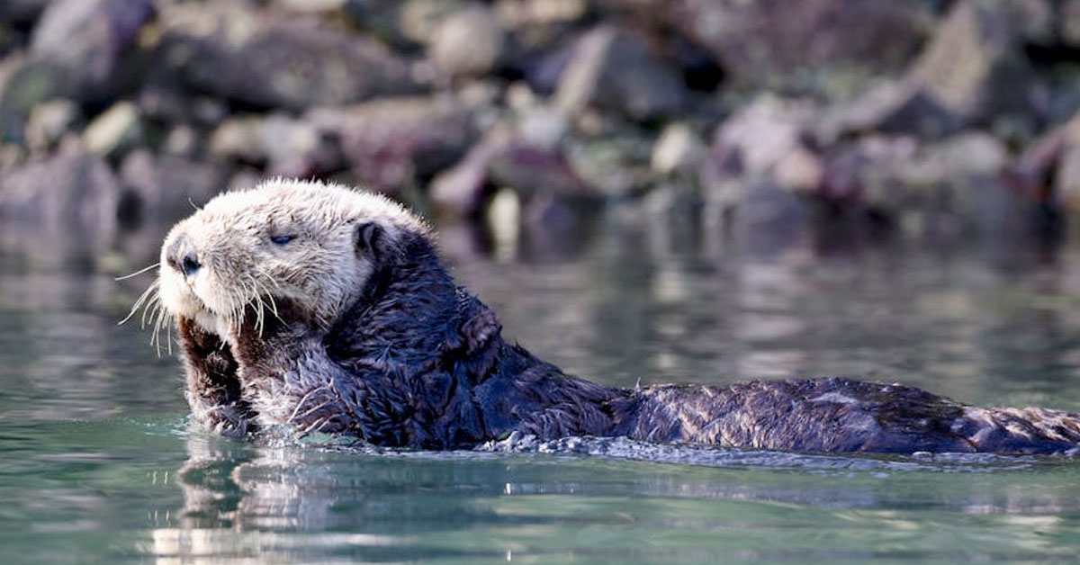 Alaskan Fisheries Are Currently Suffering from a Sea Otter Infestation