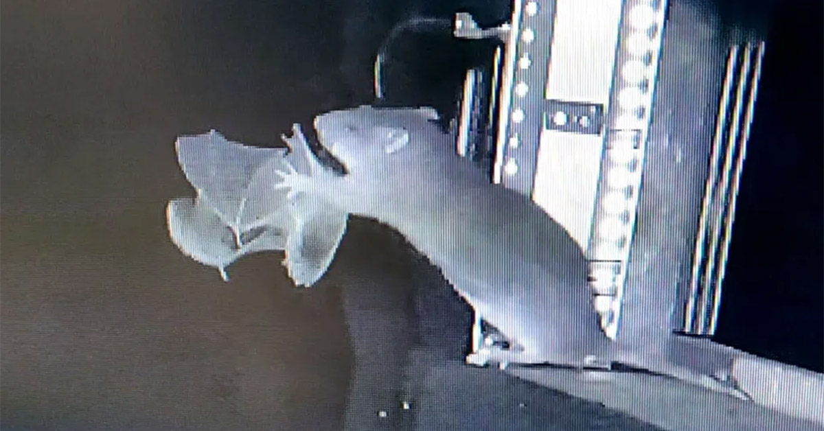 Brown Rats Have Learned to Hunt Bats and Scientists Are Stoked