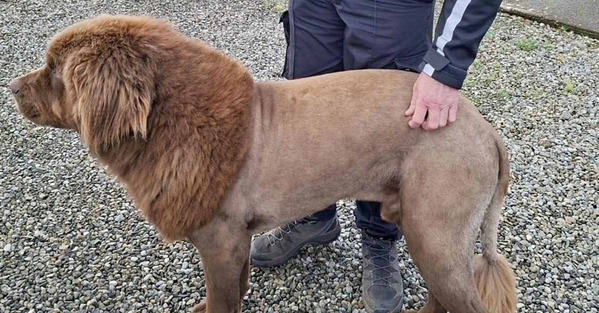 ‘Lion’ Reported Running Wild in Ireland Was Actually Just a Big, Furry Dog