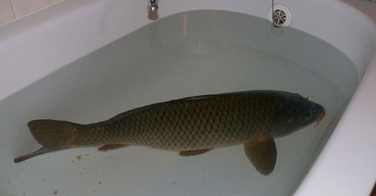 People Are Discovering the European Tradition of Keeping Fish in Your Bathtub Before Eating Them, and They’re Pretty Disgusted