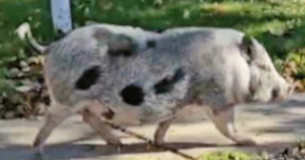 An Escaped Pig Named ‘Breakfast’ Is Attacking Buffalo Residents 
