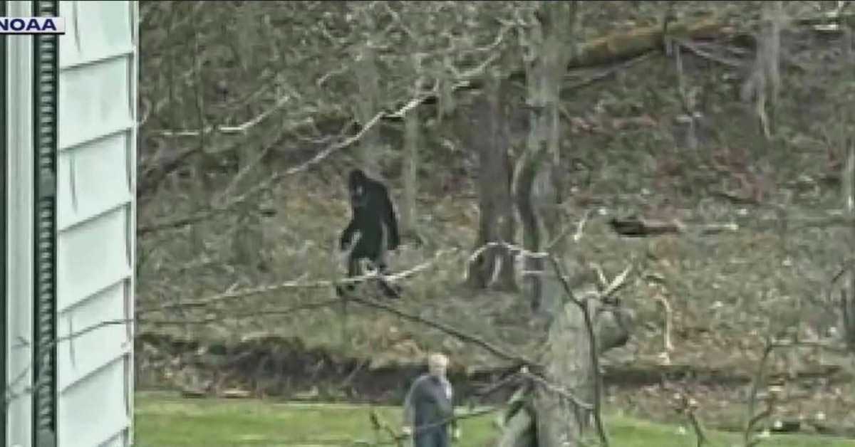 Researchers Say They’re Investigating a ‘Credible’ Bigfoot Sighting In Pennsylvania