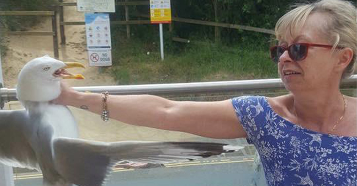 Researchers Say ‘Shouting at Seagulls’ Is the Best Way to Prevent Them from Stealing Your Food