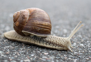 Landlords Are Trying to Avoid Taxes by Raising Snails in Office Buildings to Get Them Registered as ‘Farms’