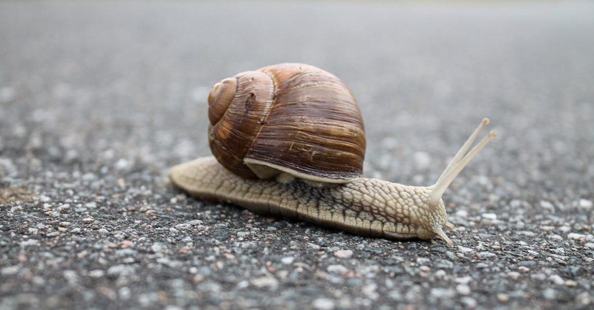 Landlords Are Trying to Avoid Taxes by Raising Snails in Office Buildings to Get Them Registered as ‘Farms’