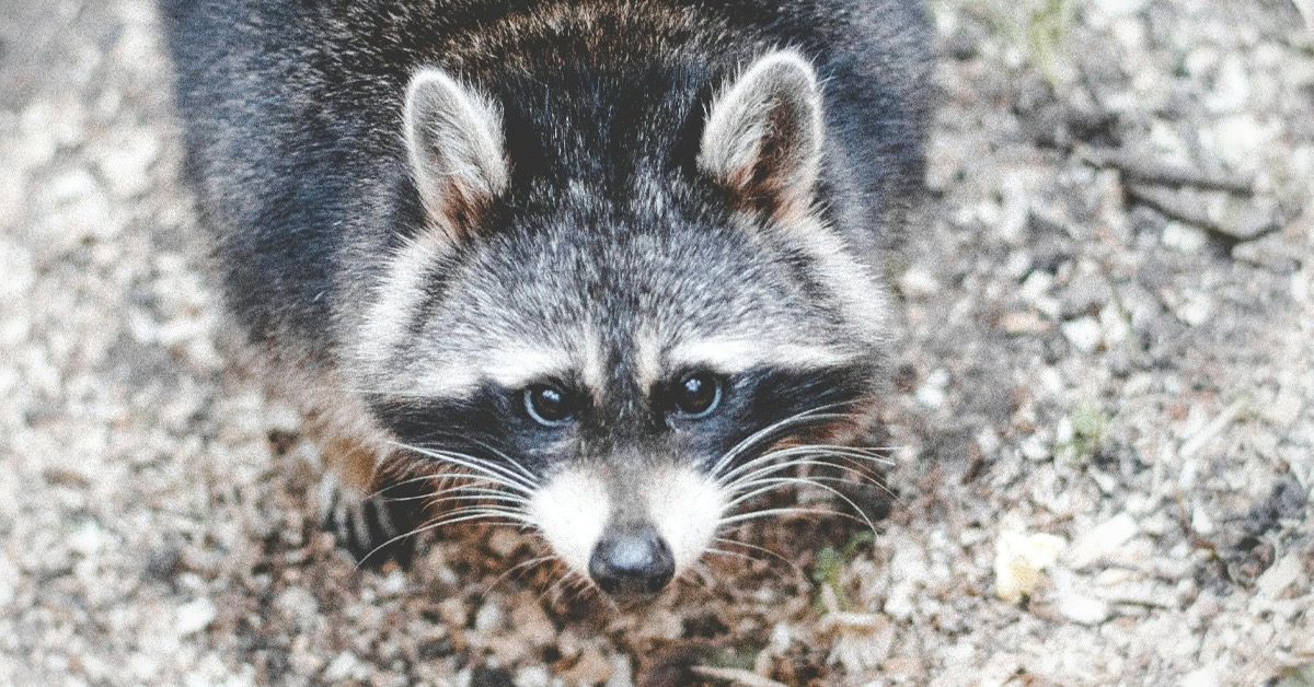 We May Have Accidentally Domesticated Raccoons