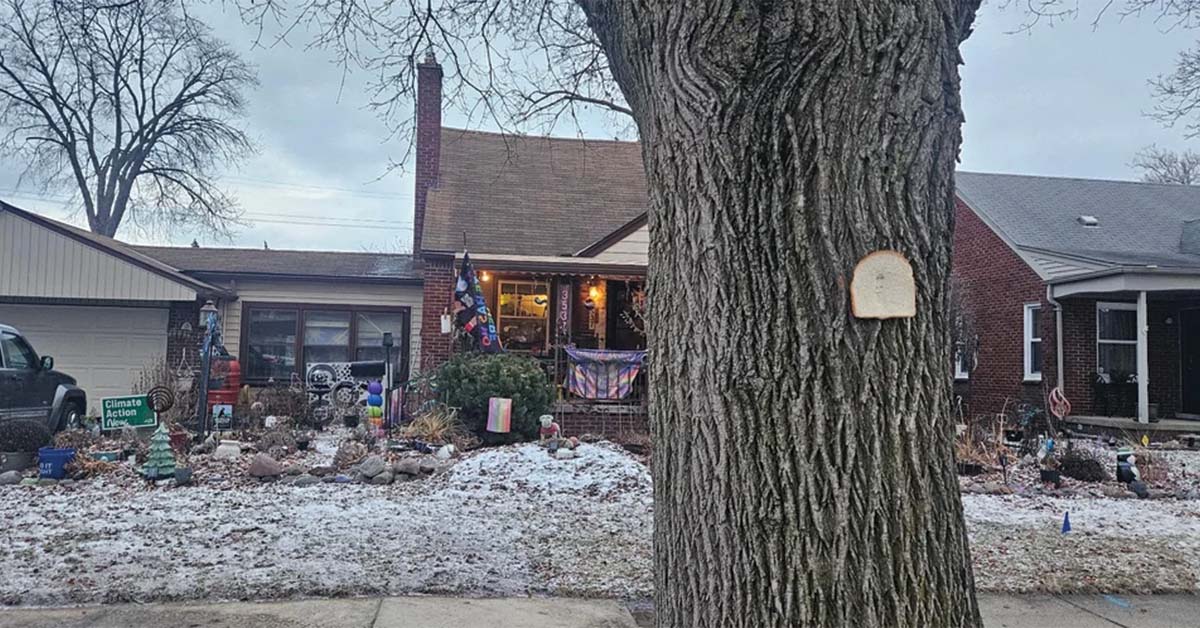 22 Inexplicable Photos of Bread Stapled to Trees