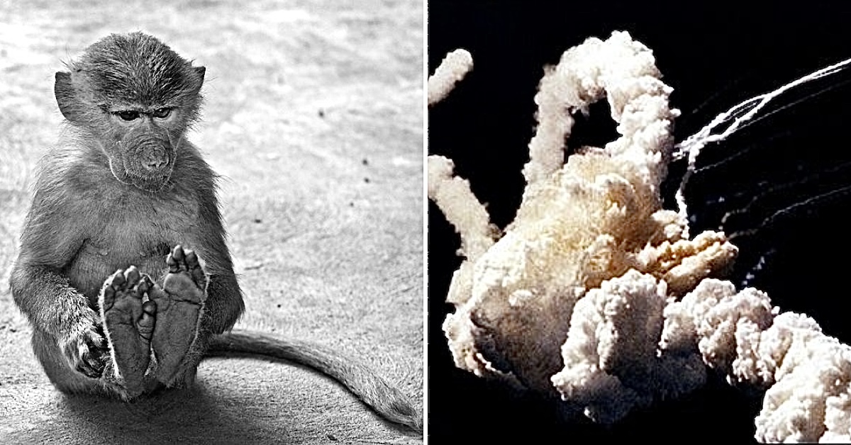 15 1980’s Experiments That Went Too Far