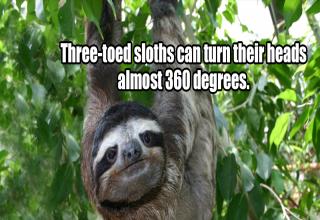 Yes, you misread it- it says sloths.