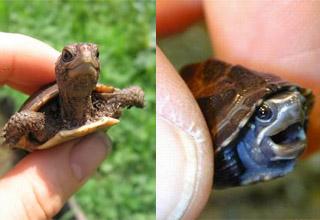 Oh look at the tiny turtles!