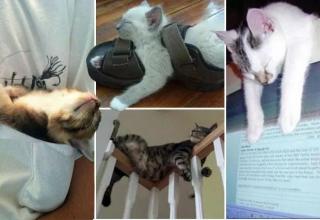 A gallery of funny felines who prove that some moggies have absolutely no problems with falling asleep
