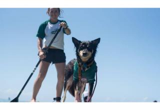 Awesome pics from the VetShopAustralia Surfing Dog Championship 2020 held at Noosa Australia on the weekend (1 March 2020). For official pics and video visit http://www.surfingdogchampionship.com.au