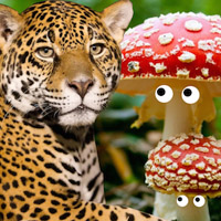 leopard_fungus
