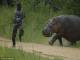 Shocked gamekeeper runs for his life from 3 ton hippo