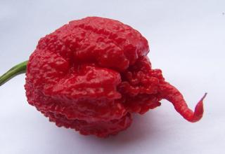 Tongue ripping hottest peppers