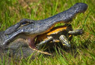 Wildlife photographer Patrick Castleberry captured images of a titanic tussle between an eastern river cooter turtle and a 6-foot alligator in Georgias Okefenokee Swamp. Surprise, surprise  the turtle won in that it didnt end up in the gators belly. After 15 minutes of trying to crack the turtles shell in its jaw, the gator finally