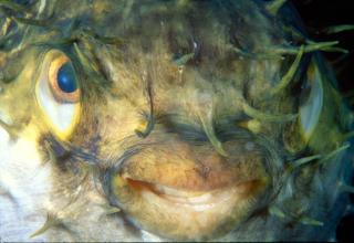 Strange and ugly faces from the bottom of the sea