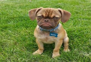 Grumpy Cat’s reign at the top could be in jeopardy now that Early, the Grumpy Puggle, is on the scene.