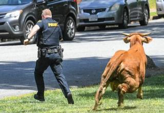 policeman running from bull