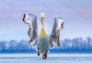 Best Bird Photos Of 2019 Have Been Announced, And They’re Amazing