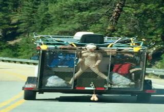 34 Pics of some cool, crazy and weird things you see on the road.