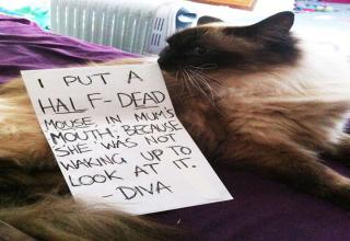 These cats have issues, and are being public exposed! Most of them are not even sorry..
