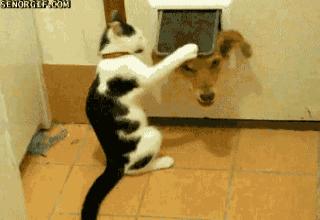 SOME OF THE VERY BEST ANIMAL GIF'S