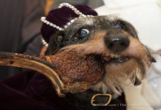 That went to the dogs (and cats.... goats, pigs, ferrets, bunnies- anything goes at Mardi Gras- I mean Barkus). There's royalty (and a fancy pawty at an iconic restaurant - for the court).