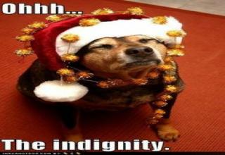 16 pics of critters experiencing the magic (and not so magic) of Christmas...