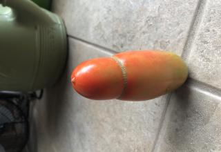 Is it just me, or does my tomato plant also have a dirty mind?