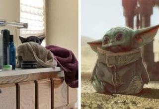 Baby Yoda's lookalike is a cat called Parmesan and it's cuteness is too much to handle. Check out <a href=https://www.ebaumsworld.com/pictures/massive-new-cyclone-discovered-on-jupiter/86141456/>this story about Jupiter</a> for more coolness.
