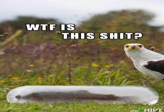 Some funny and WTF images