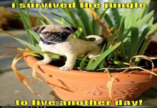 Funny pug pictures - Gallery | eBaum's World