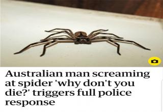 Australian man screaming at spider 'why don't you die?' triggers